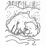 Bear Hibernating Coloring Bears sketch template