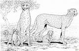 Cheetah Coloring Family Pages Printable Baby Kids Print Colouring Animal Cute Color Animals Sheets Realistic Real Supercoloring Clipart Adult Gif sketch template