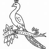 Mewarnai Burung Merak Anak Paud Dan Berbagai Macam Peacock Coloringme Aneka Temukan Bisa Ninjago sketch template