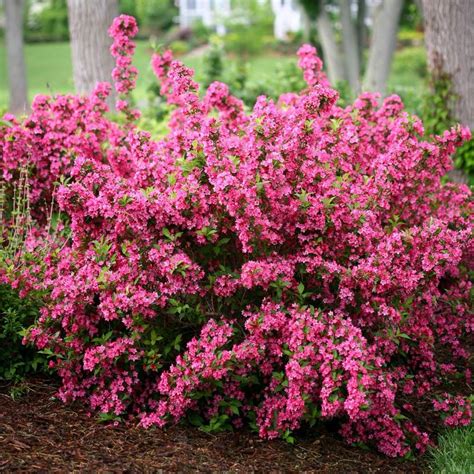 weigela sonic bloom pink white flower farm