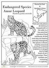 Amur Falcon Coloring Designlooter Leopard Endangered Species sketch template