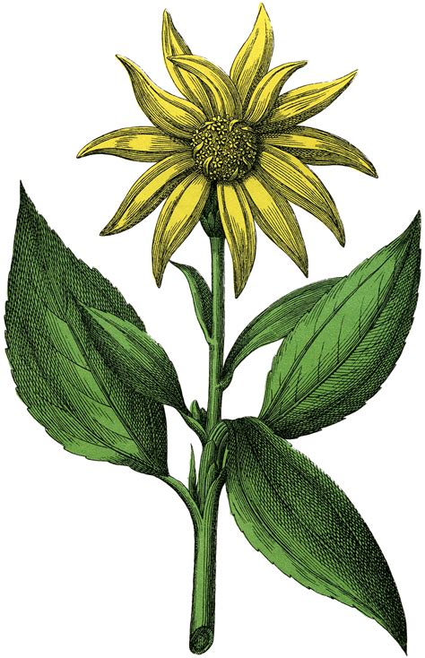 vintage yellow botanical flower image  graphics fairy