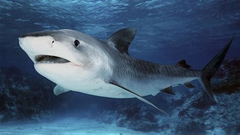 crop gray shark shark animals hd wallpaper wallpaper flare