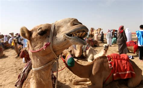 dozens of camels barred from saudi beauty pageant for using botox the
