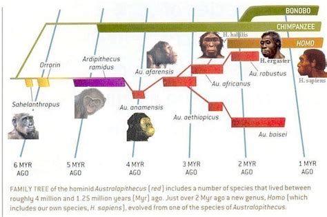 human evolution timeline with images human evolution