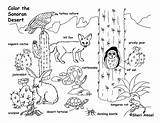 Biome Sonoran Ecosystem Plants Desierto Exploringnature Popular sketch template