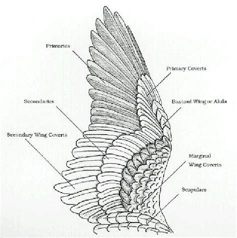 birds   feather update wing anatomy  joints