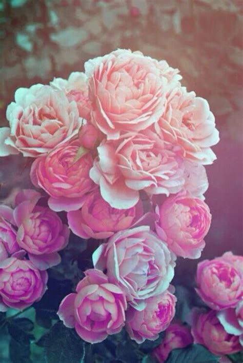 piekne kwiaty na tapety zszywkapl