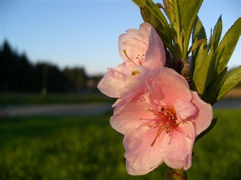 pink peaches  photo  freeimages