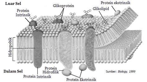 struktur  fungsi sel mikirbaecom