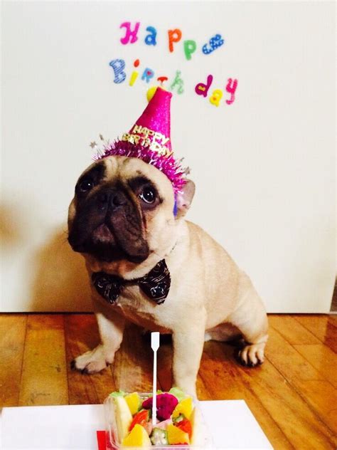 happy birthday birthday french bulldog happy birthday