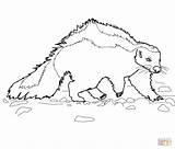 Skunk Coloring Pages Realistic Drawing Outline Popular Printable Getdrawings Coloringhome Print sketch template