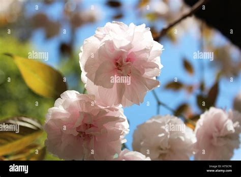 beautiful japanese pink cherry blossoms  kyoto japan stock photo alamy