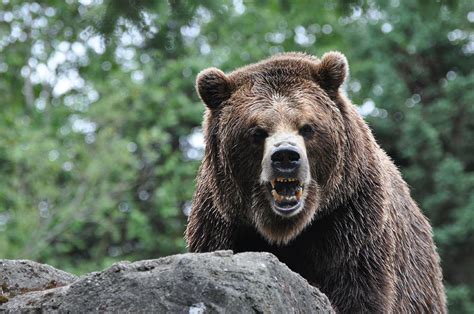 angry bear photograph  becky woodworth