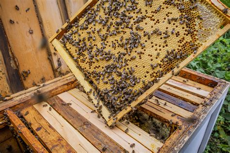 googleworks  lauers park offer sweet relief  beekeeping