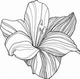 Flowers Drawings Drawing Flower Sketch Simple Lily Outline Line Clipart Tattoo Lotus Cliparts Pencil Draw Sketches Tropical Power Designs Library sketch template
