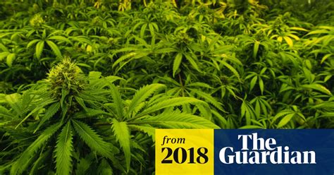 stronger cannabis linked to rise in demand for drug