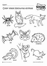 Nocturnal Animals Coloring Pages Animal Night Clipart Preschool Worksheets Activities Crafts Kids Clip Printables Kindergarten Angol Feladatok Sheets Themes Colouring sketch template