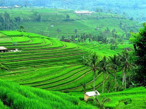 Bali Indonesia Nature Ons Nature Rice Fields Bali Indonesia Hd
