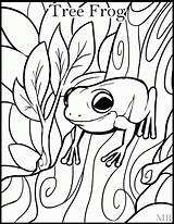 Frog Coloring Pages Tree Rocks sketch template