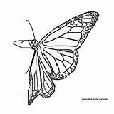Butterfly Coloring Monarch Line Pages Drawing Printable Getcolorings Getdrawings Airborne Butterflies sketch template