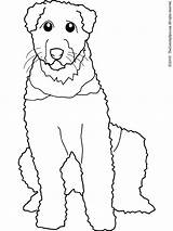 Airedale Coloring Chien Pages Chiens Berger sketch template