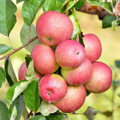 dwarf fuji apple trees fuji apple apple tree flowers apple tree