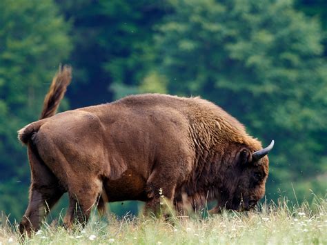 bison rewilding programme  romania enjoys  success emerging europe