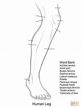 Leg Anatomy Coloring Pages Human Worksheets Worksheet Printable Foot Blank Diagram Bones Lower Template Muscle Inspired Muscles Comment Limb Comments sketch template