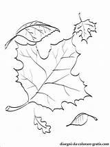 Foglie Leaves Cadono Foglia Tree Alberi Gratis 1coloring sketch template