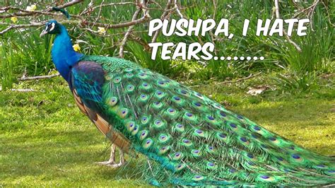 Internet Rofls Peacocks Be Like I Hate Tears Because They Don T Let