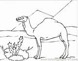 Desert Coloring Pages Camel Sahara Kids Drawing Animals Animal Camels Clipart Colouring Clip Sketch Color Sphinx Oasis Sketches Library Getcolorings sketch template