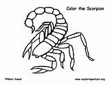 Scorpion Coloring Sponsors Wonderful Support Please sketch template