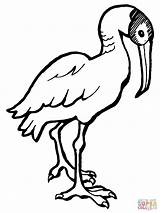 Ibis Coloring Pages Printable Color 46kb 1600px 1200 Birds sketch template