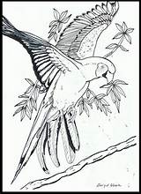 Papegaai Kleurplaten Vogels Volwassenen Kleurplaat Papagaai Aves Tekenen sketch template