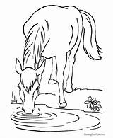 Farm Horse Coloring Pages Color Printable Printing Help Print Kids sketch template