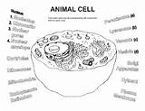 Cells Biology Chessmuseum Prokaryote Bioart sketch template