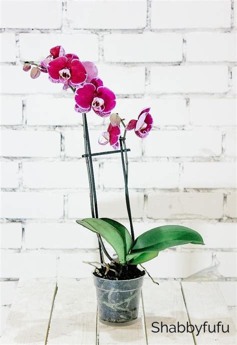 grow orchids  trees   easy tips repotting orchids hanging