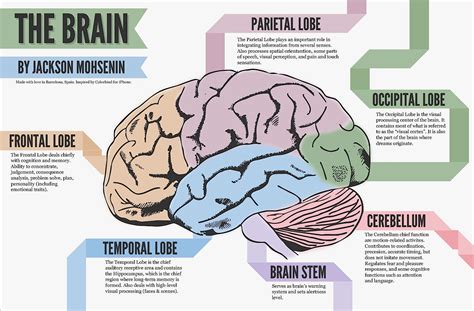 left brain  brain myth science based medicine