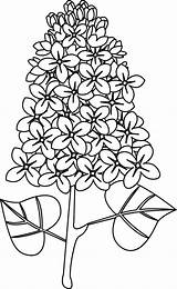 Lilas Fleur Coloriage Dessiner Imprimer Coloreando Dory Depuis sketch template