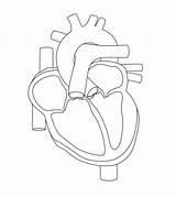 Heart Diagram Human Blank Drawing Anatomical Simple Labels Line Real Outline Labeled Unlabelled Template Sample Anatomy Templates Cain Without Format sketch template
