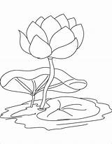 Lily Coloring Water Pages Getcolorings sketch template