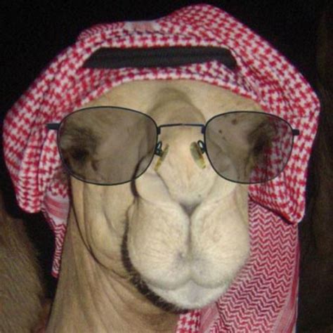 25 Very Funny Camel Pictures