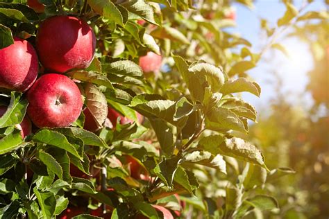 pennsylvania apple orchard apple picking  york baltimore