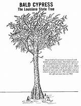 Tree State Louisiana Coloring Clipart Bald Cyprus Clipground Popular Cypress sketch template