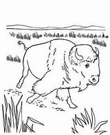 Bison sketch template