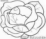 Cabbage Pages Colouring Coloring Template Picolour Cabbage1 sketch template