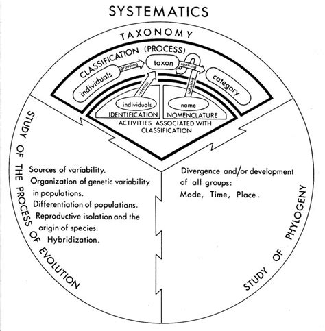 Phylogenetic Systematics Dragonflyissuesinevolution13 Wiki Fandom