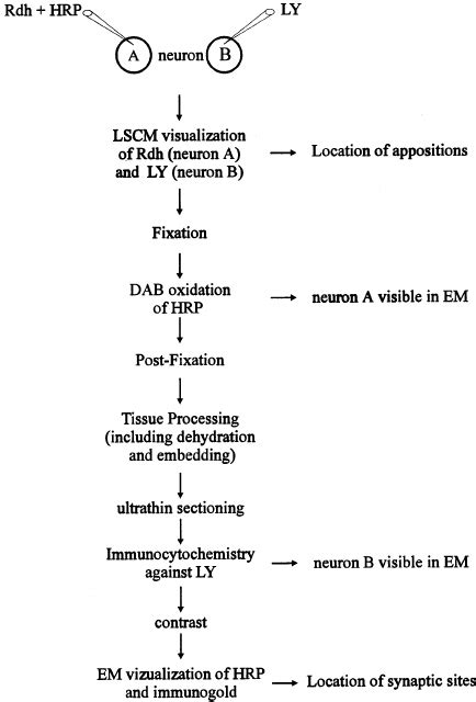 summary    steps   protocol   visualize