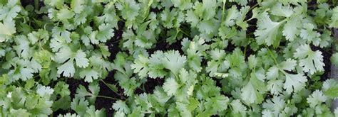 cilantro weed control college  agriculture forestry  life